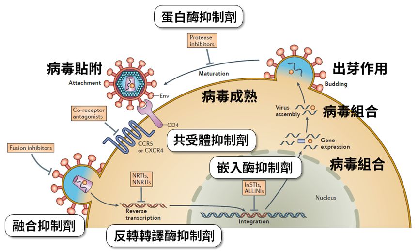 抗病毒药物:迎难而上