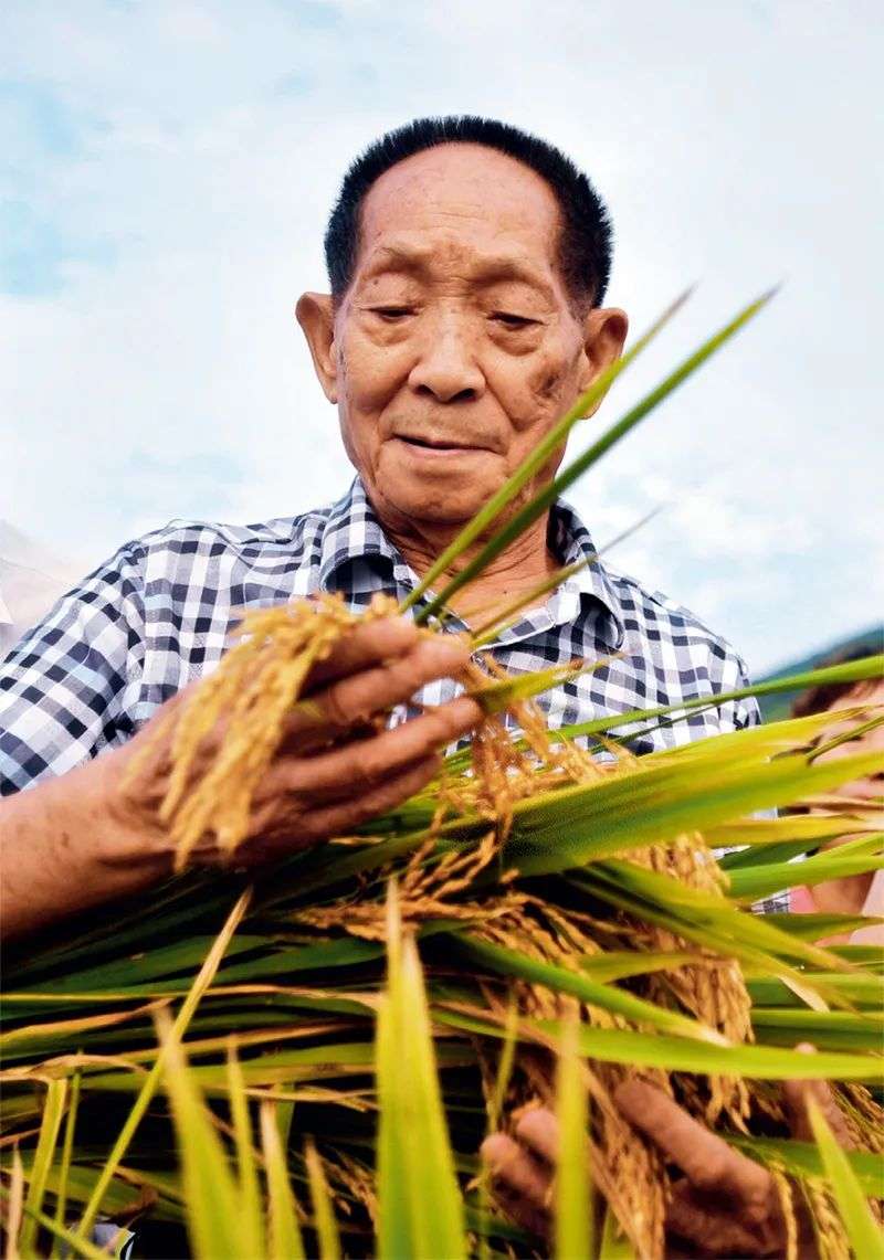 袁隆平的禾下乘凉梦