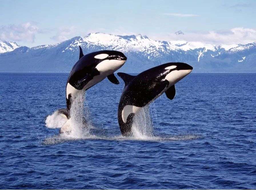 不仅是灰海豚,不同群体的虎鲸也有自己的发声特点,比如有的生态型