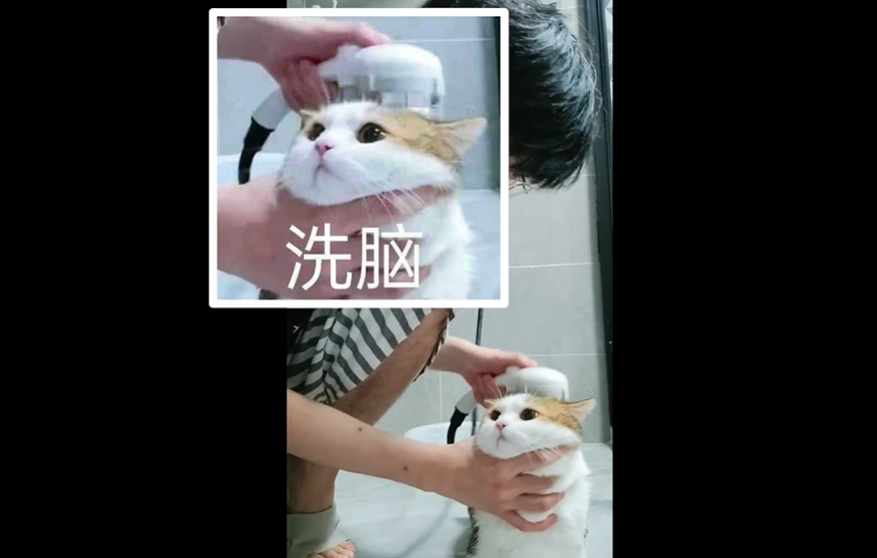 每天都在用的表情包竟然是个up主