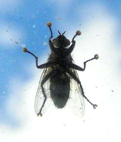 电子显微镜下的苍蝇的毛脚.图片来源:stanislav gorb