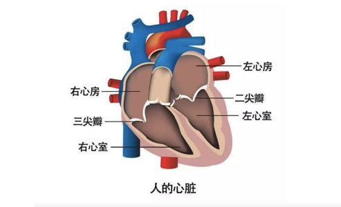 natureai看看你的眼睛就能预判心脏病