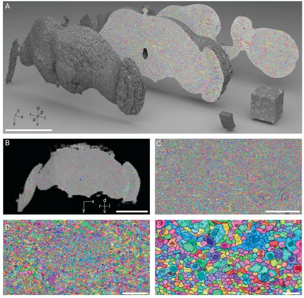 Google automatically rebuilds the complete brain of the fruit fly: the 40 trillion pixel image is first publicly available