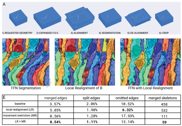 Google automatically rebuilds the complete brain of Drosophila: 40 trillion pixel images are first publicly available