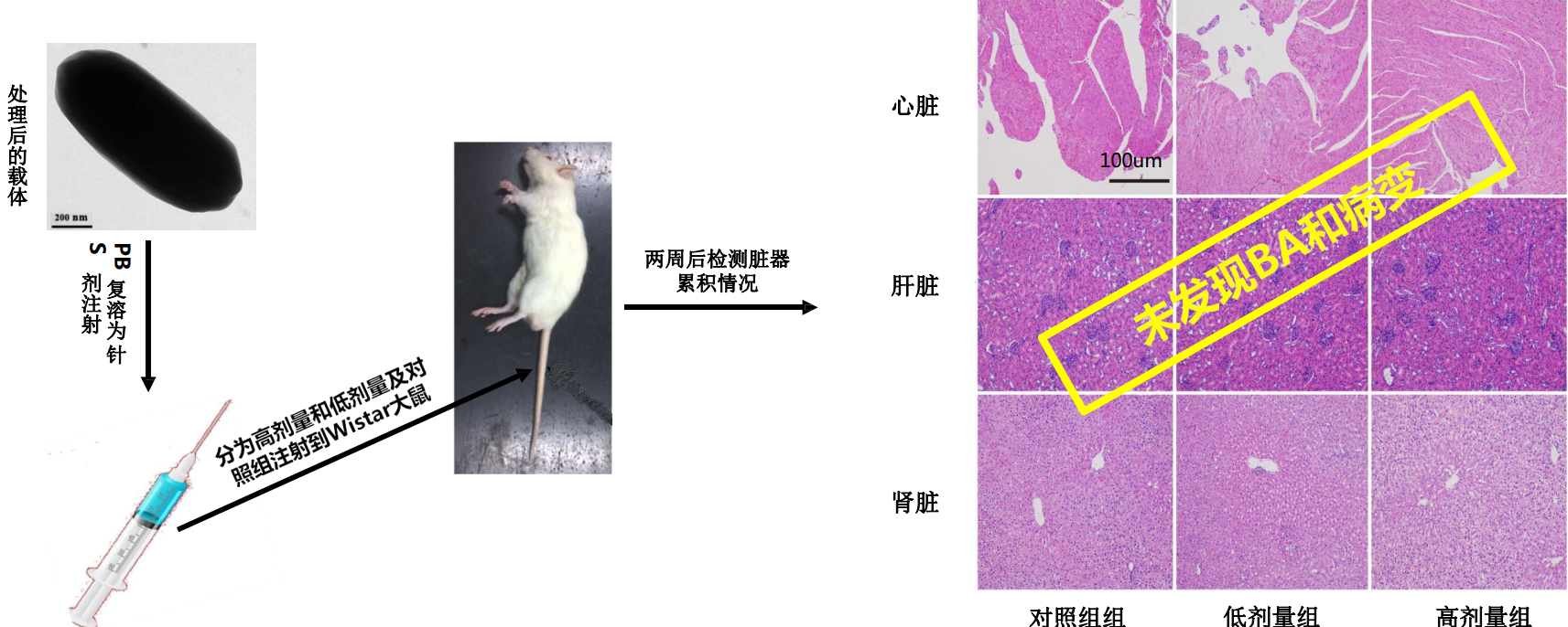 研发天然溶栓纳米机器人，「祝康生物」要将前沿医学科研成果快速转化