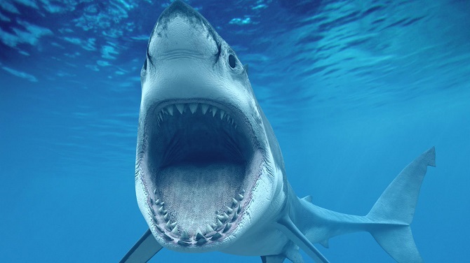 如果google是头鲨鱼机器学习就是它的瘾