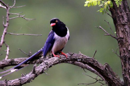 看中国宠物互联网行业十年