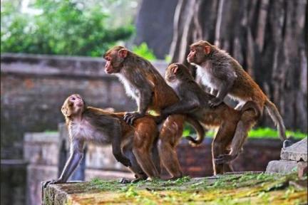 团队管理中的“猴子”——谈创业团队的决策问题