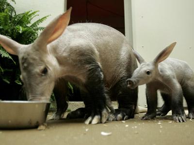 #14: Aardvark social search, $50 million