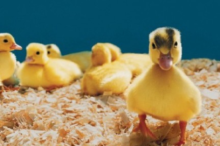 “创业亚文化”会扼杀颠覆性创新吗？