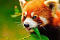 Android 版Firefox 23将迎来大幅更新