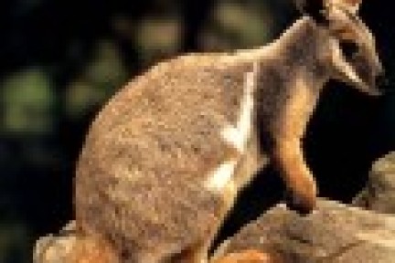 Adobe发布Flash到HTML5的转换工具Wallaby