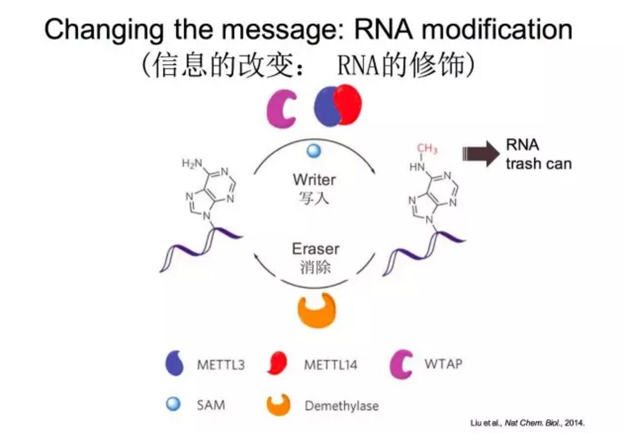 斯坦福教授说，“返老还童”这事，居然可以实现