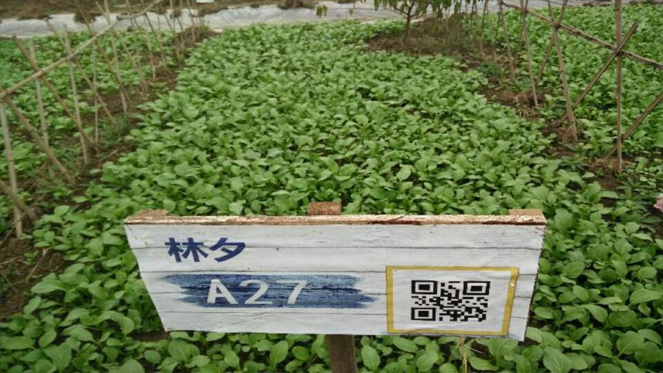 通过手机游戏打造农产品O2O平台？锄禾Online用虚拟游戏+真实种植实为生态农场导流