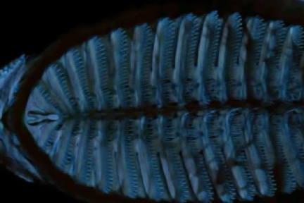 粘在鲨鱼身上搭便车！北航新款机器人让外国人震惊