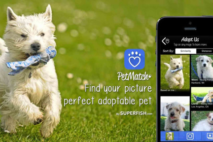 宠物也能用图片搜索：PetMatch想帮你领养到心仪的宠物