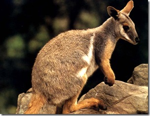 wallaby