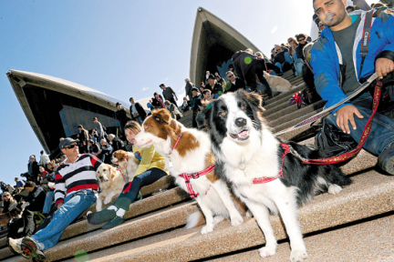 以宠物旅游+宠物结婚为切入口，咕噜科技想做宠物圈的Uber