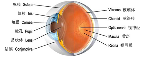 虹膜解剖结构