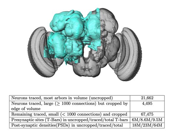 25000个神经元，2000万个突触，谷歌等机构耗时十年重建突触级果蝇半脑