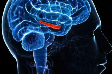 植入设备越来越多，“体联网”或许正在形成