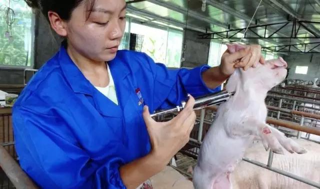 万亿养猪业爆发前夜，猪真的站在了风口上