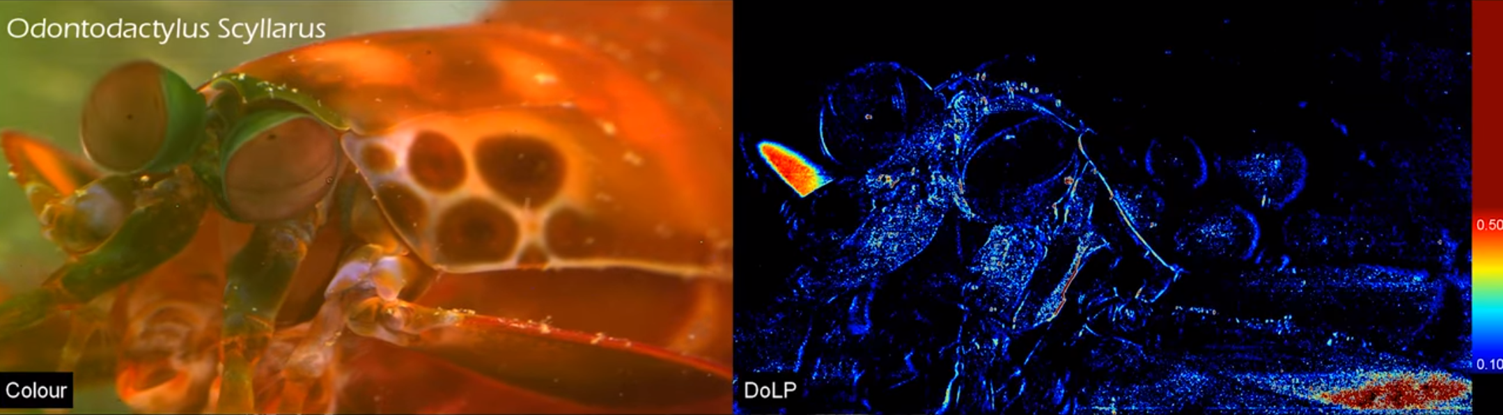 因为嫉妒皮皮虾能感知16种颜色的眼睛，研究人员搞了个同款的相机……