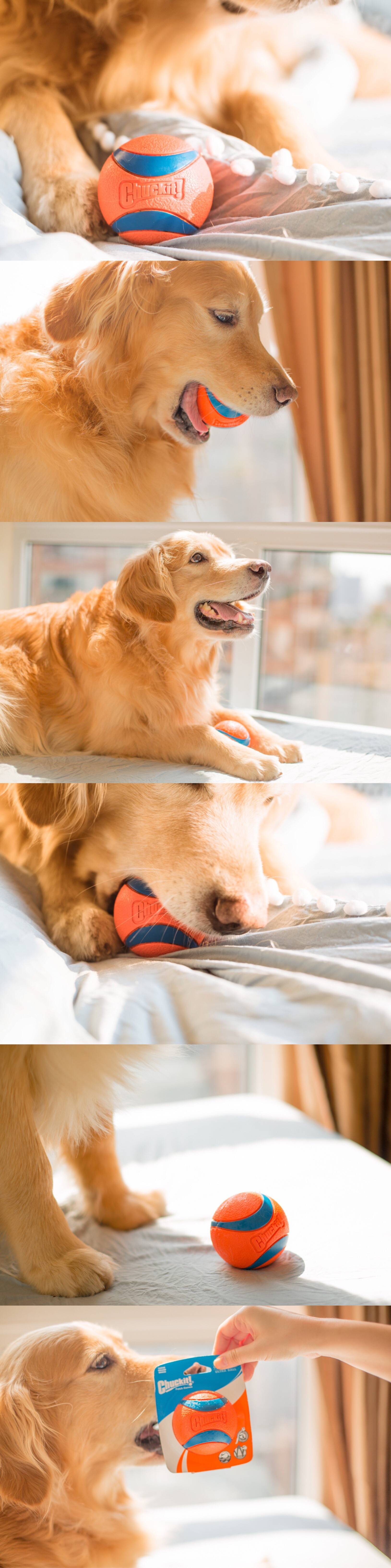 吸猫成瘾，不如开个线上宠物店，赚得可能比网红还多