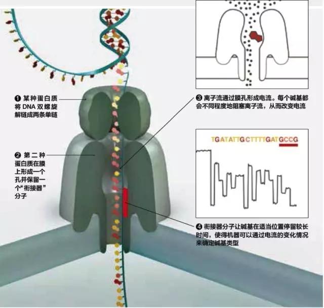 骗局终逆转！一家英国独角兽的“苹果式”迅速崛起之路