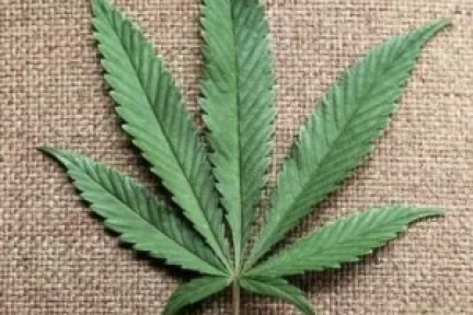 医用大麻公司THC BioMed获得1200万美元融资，大麻行业又一笔进账