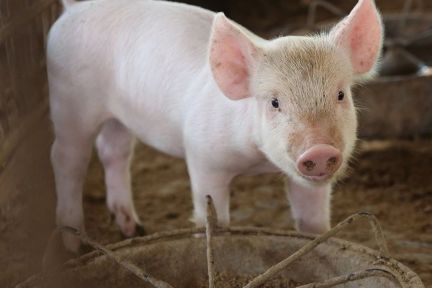 四川天兆猪业冲刺港股IPO：它赶上了养猪致富的好时代吗？