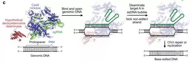 基因编辑的时代已经到来！华人科学家重排原子精准编辑基因