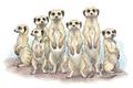 【读书】好团队激活个人——猫鼬教你如何带团队