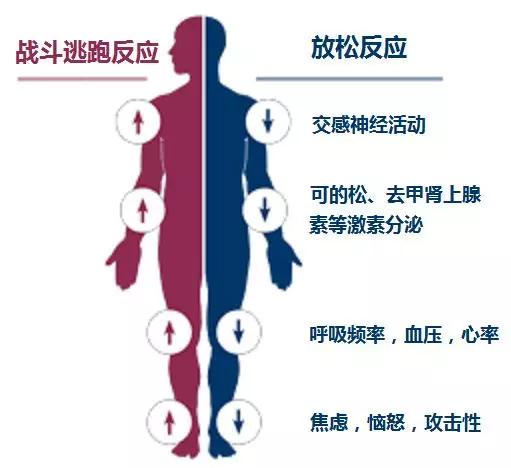 为什么顶级科技公司热爱打坐冥想？