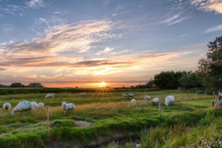 在线养羊 + 扫码撸串，「阿拉牧场」要做垂直于羊产业链的互联网牧场平台
