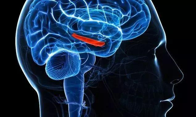 植入设备越来越多，“体联网”或许正在形成