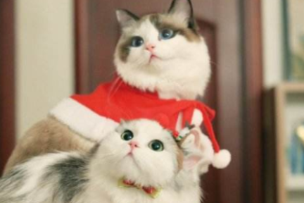 新闻AB面 | 云养猫？我最近养了只青蛙