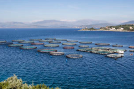 中国首座深远海智能化坐底式网箱下海 每年能养1000吨鱼