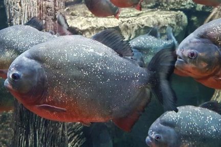 自动删除旧代码？Uber 开源利器“食人鱼”