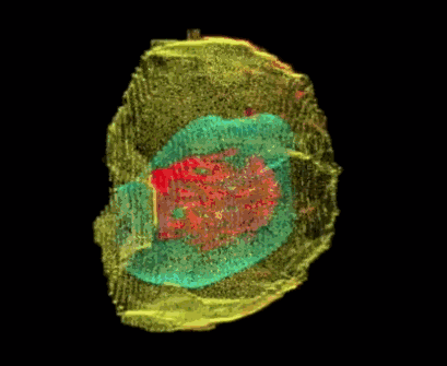 Nature：这不是科幻电影，利用深度学习可以预测细胞外观，帮助发现病变过程