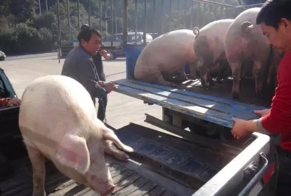 万亿养猪业爆发前夜，猪真的站在了风口上