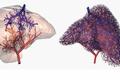 未来还有什么不能被3D打印？科学家成功用3D打印培育人体血管系统