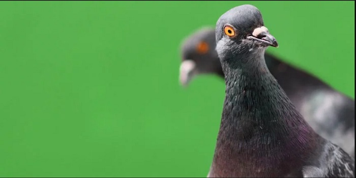 黑客用比特币代码漏洞生产出2.35亿个PGN代币，潜在风险或进一步扩大