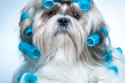 「圣宠管家」的一众技术人员不敢相信：自己开发了SaaS后，还是卖起了狗粮