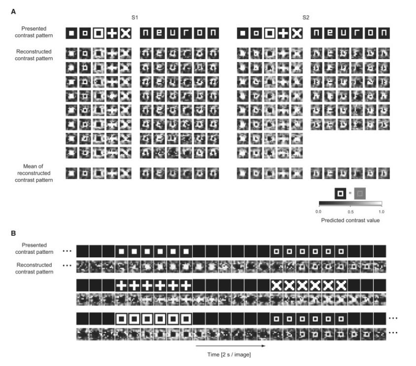日本科学家的AI读心术：解码脑电波，还原你心中所想