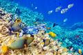 软硬件结合做一站式潜水服务，Dive+要让潜水旅行更便捷、更安全