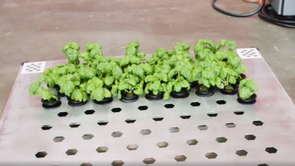 自主种蔬菜、无损摘水果，市场已经把人类的食物供应交给机器人了