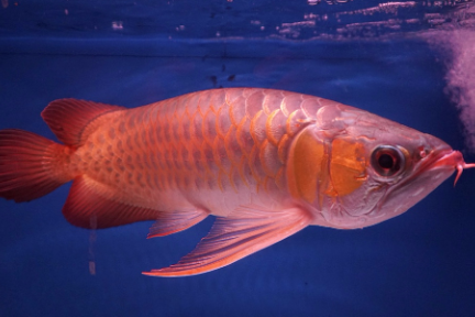 宠物经济不只猫狗，「龙巅鱼邻」要讲水族故事-36氪