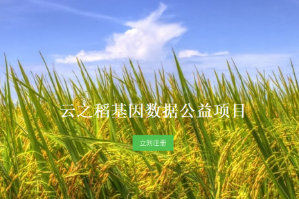 云计算助力农业育种：农科院携三方共推“云之稻”公益项目