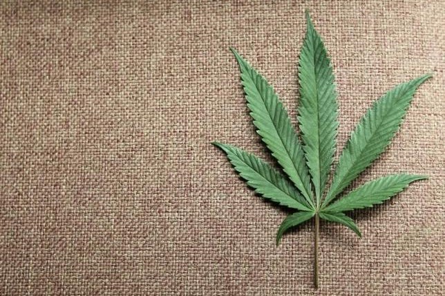 医用大麻公司THC BioMed获得1200万美元融资，大麻行业又一笔进账